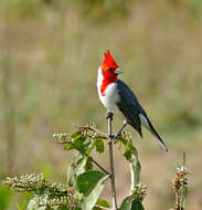 Image of Red-crested Cardinal