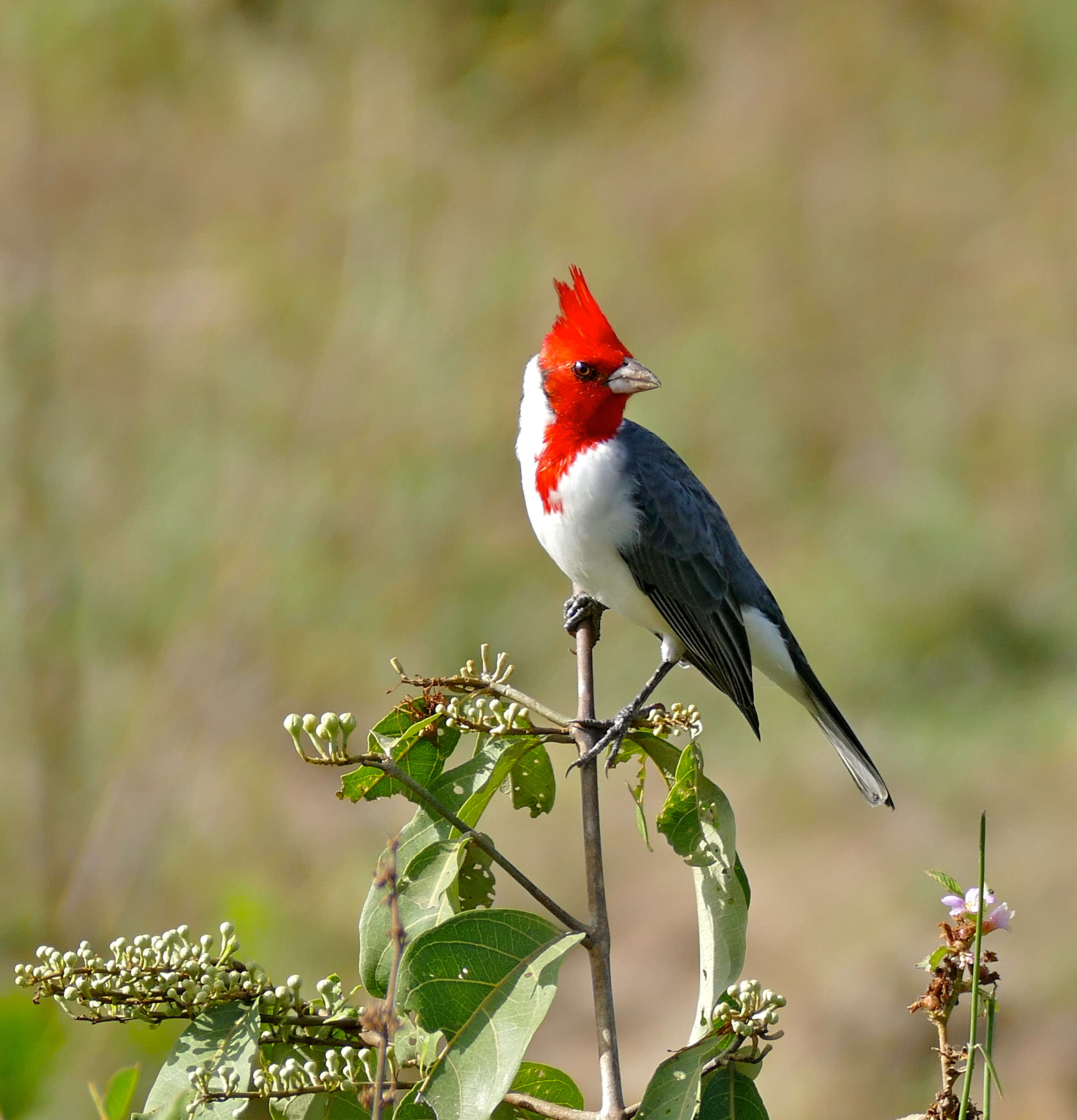 Image of Red-crested Cardinal