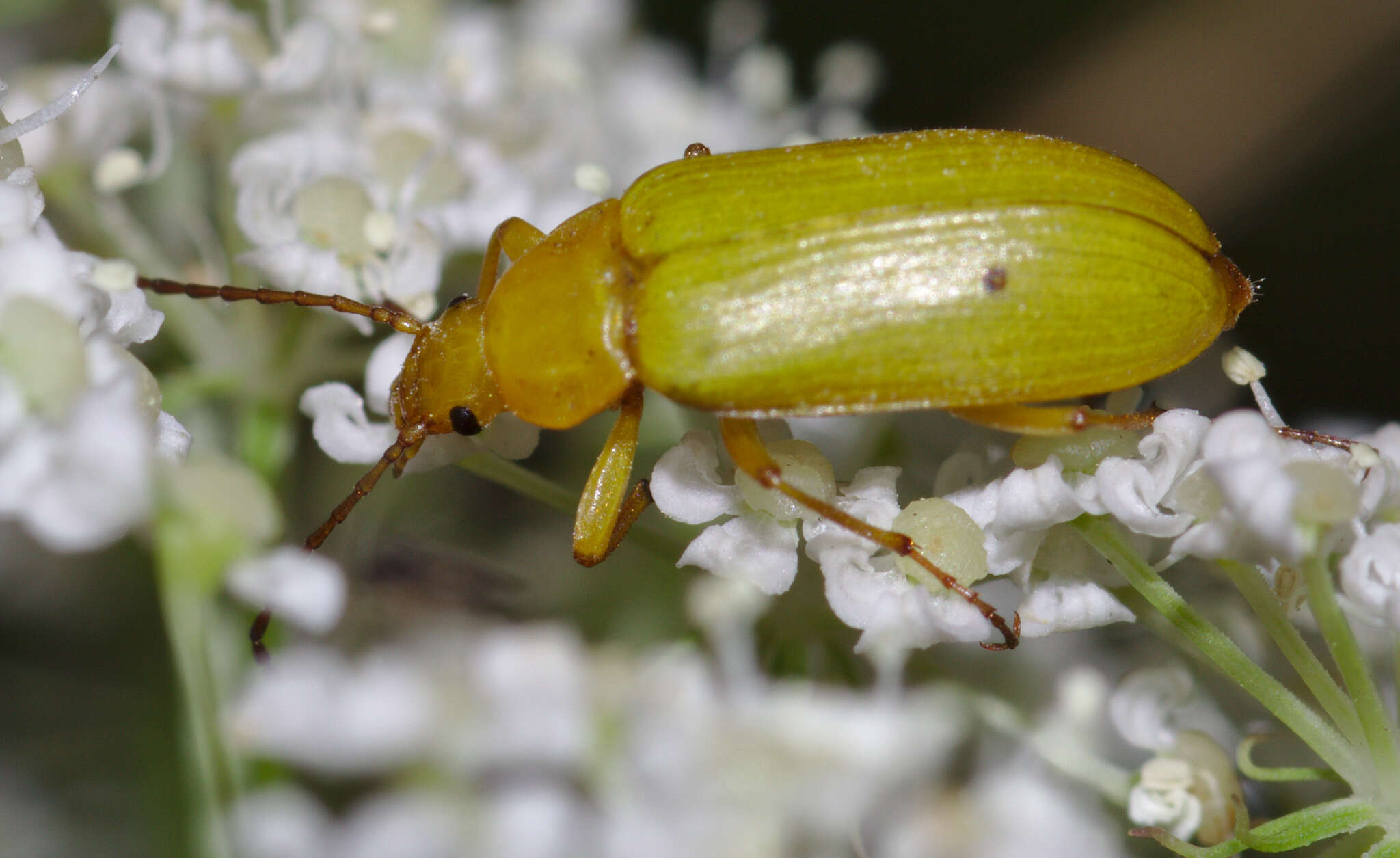 Image of Cteniopus sulphureus