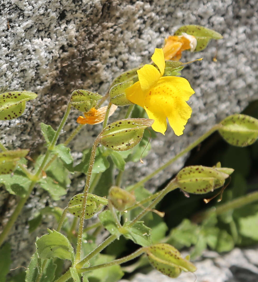 Image of Subalpine Monkey-Flower