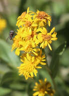 Image of Rocky Mountain goldenrod