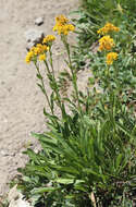 Image of Rocky Mountain goldenrod