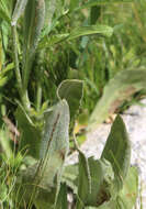 Image of lambstongue ragwort