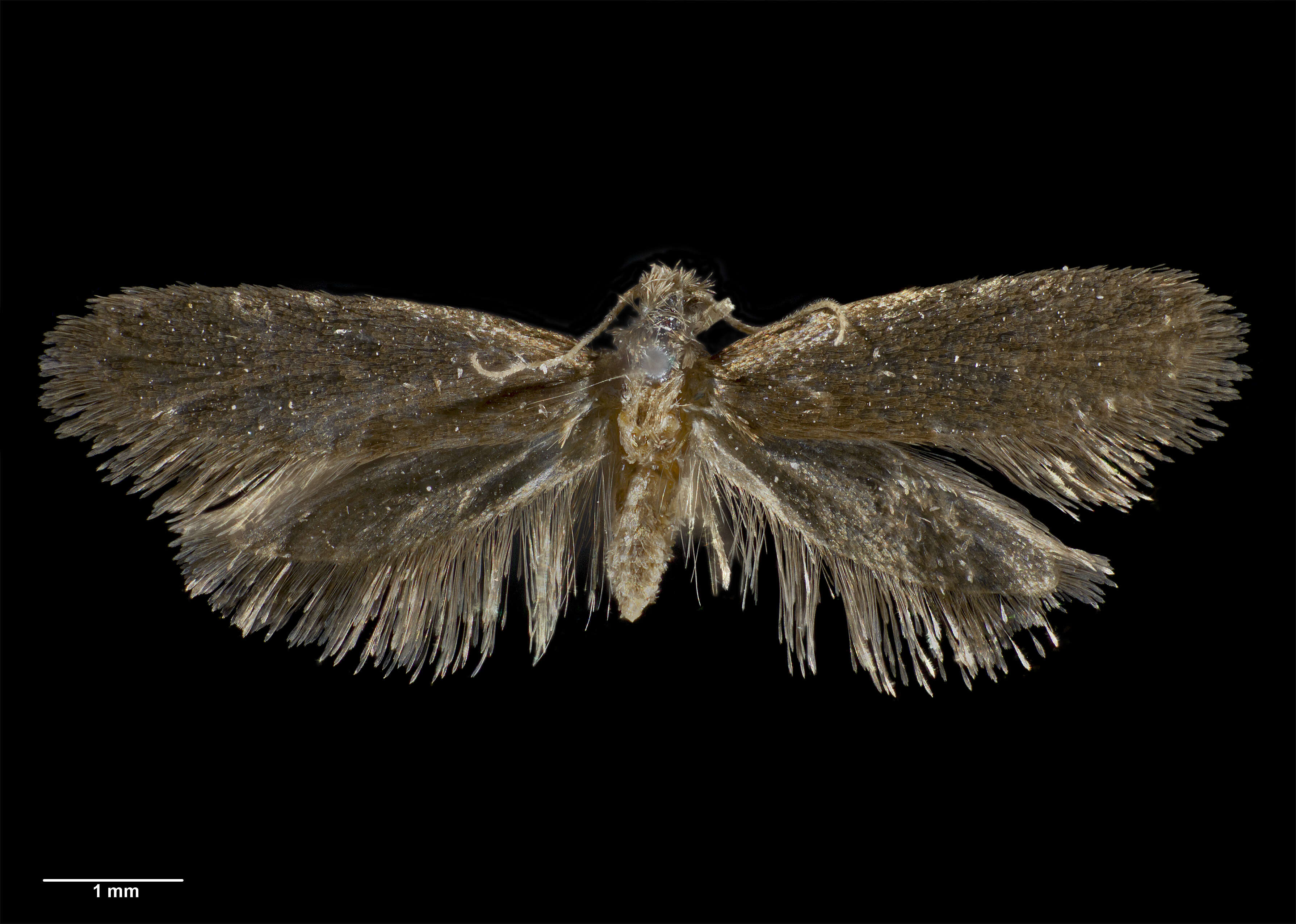 Image of Rhathamictis nocturna