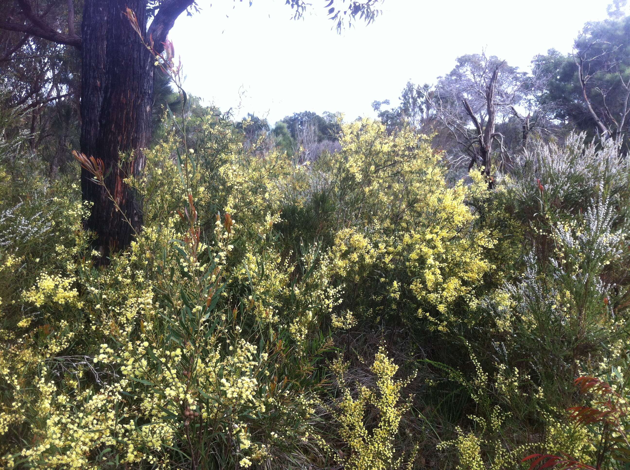 Image of Acacia cochlearis (Labill.) H. L. Wendl.