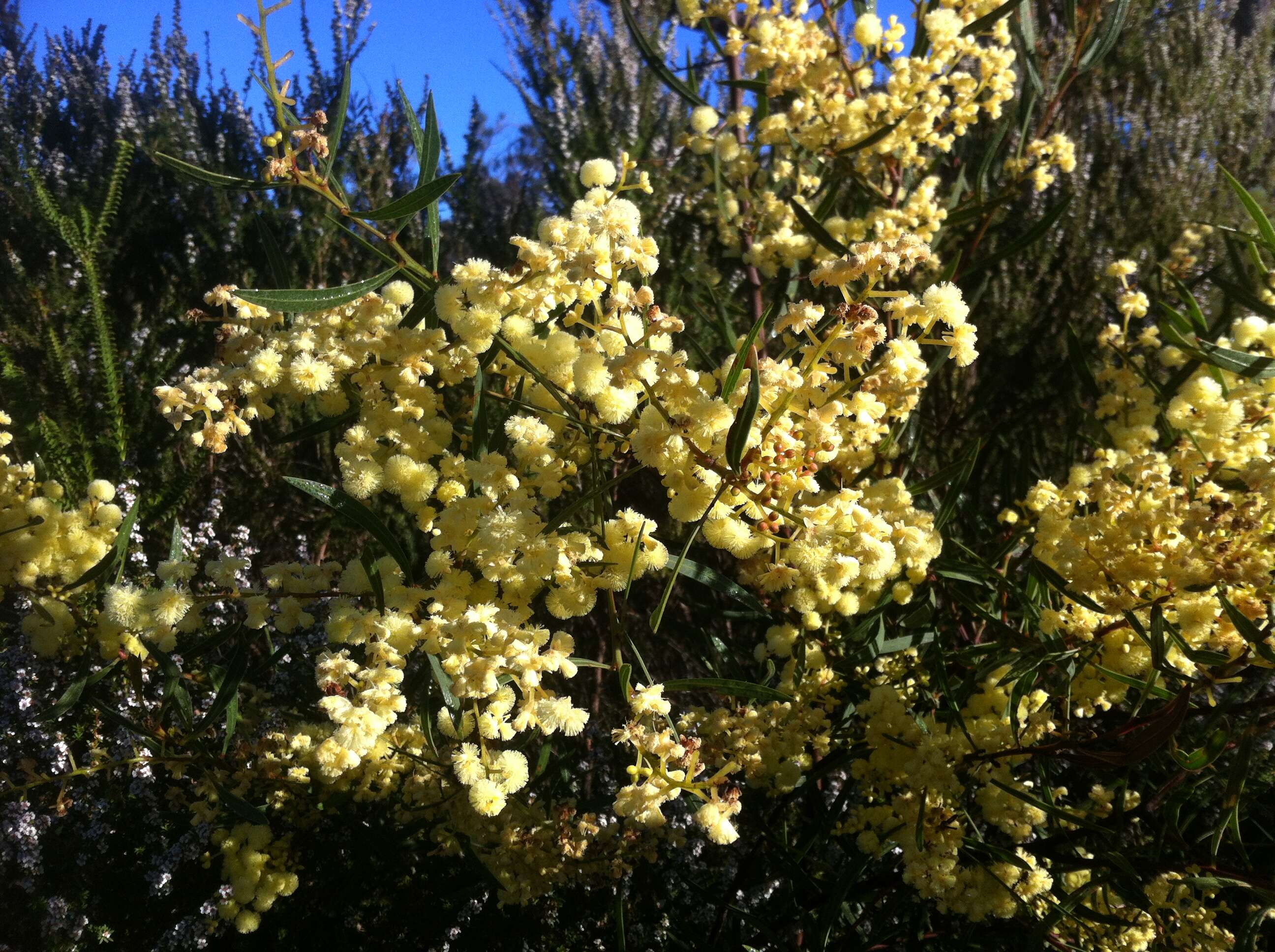 Image of Acacia cochlearis (Labill.) H. L. Wendl.