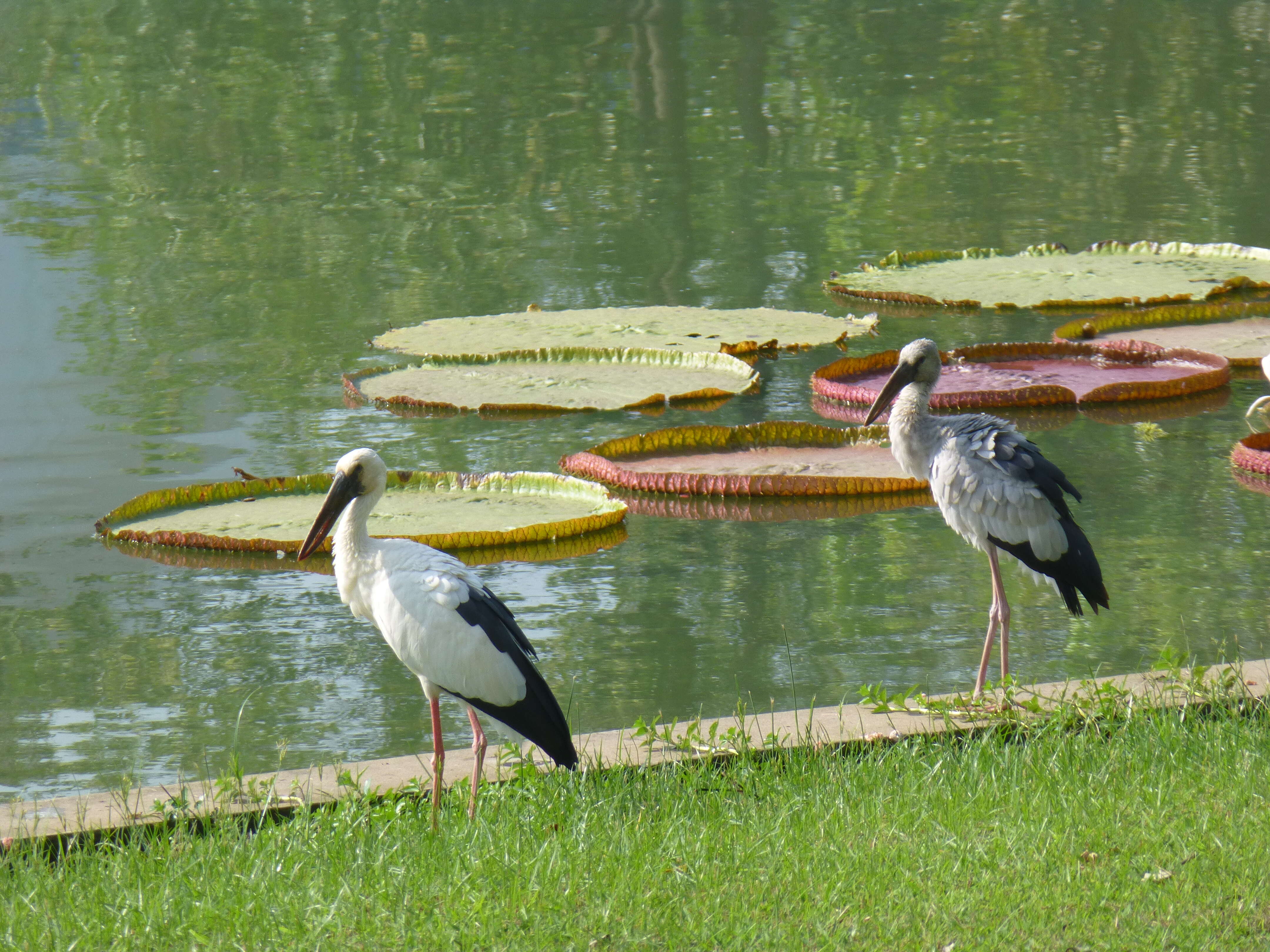 Image of Openbill stork