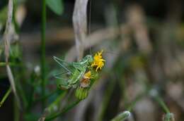 Image of striped bush-cricket