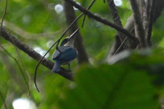 Image of Talaud Kingfisher