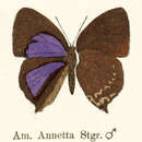 Image of Amblypodia annetta Staudinger (1888)