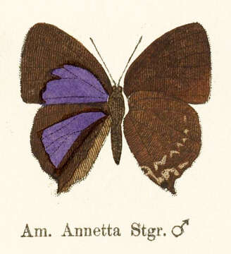 Image of Amblypodia annetta Staudinger (1888)