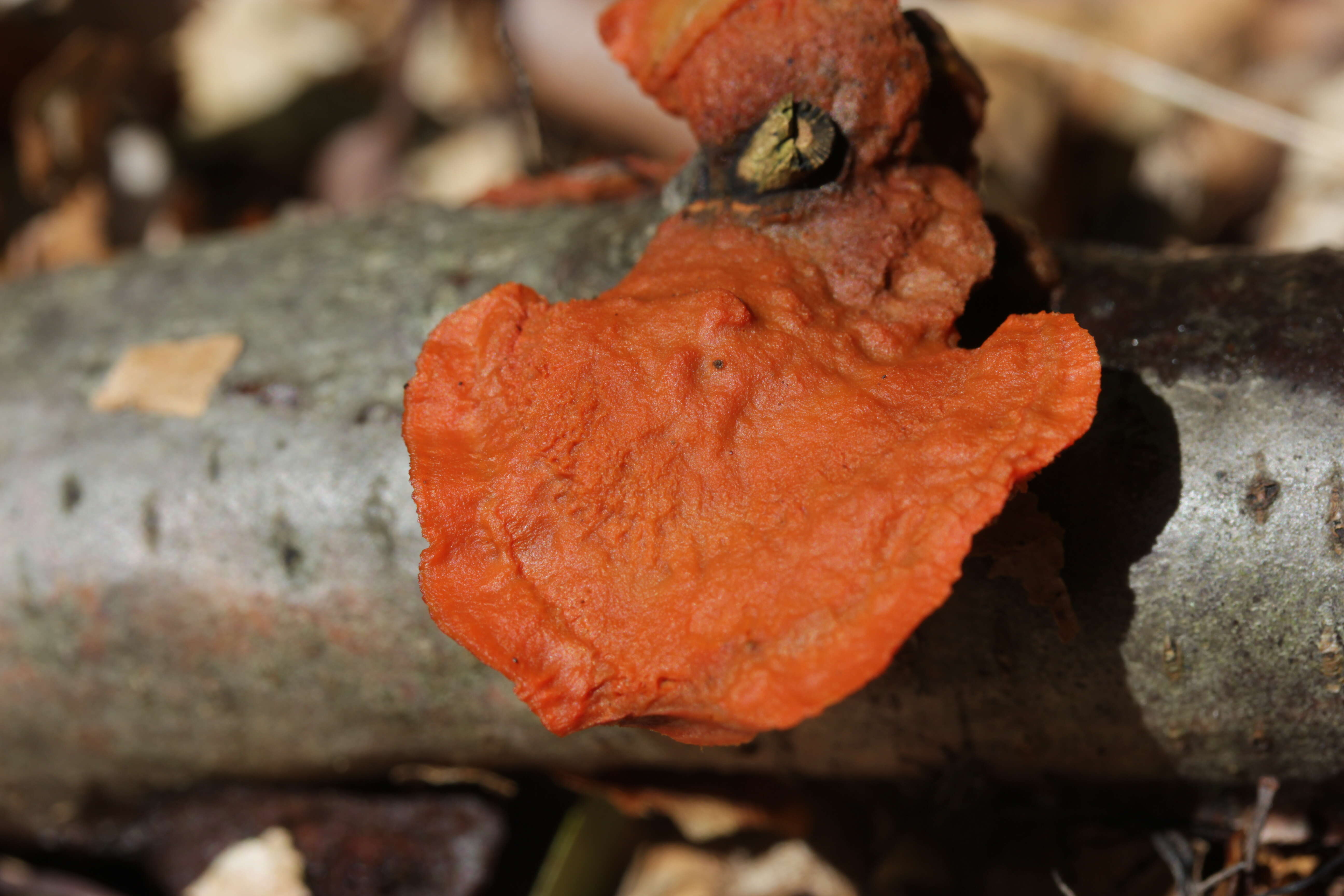 Imagem de Pycnoporus cinnabarinus (Jacq.) P. Karst. 1881