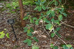 Image of Rhododendron orbiculare Decne.