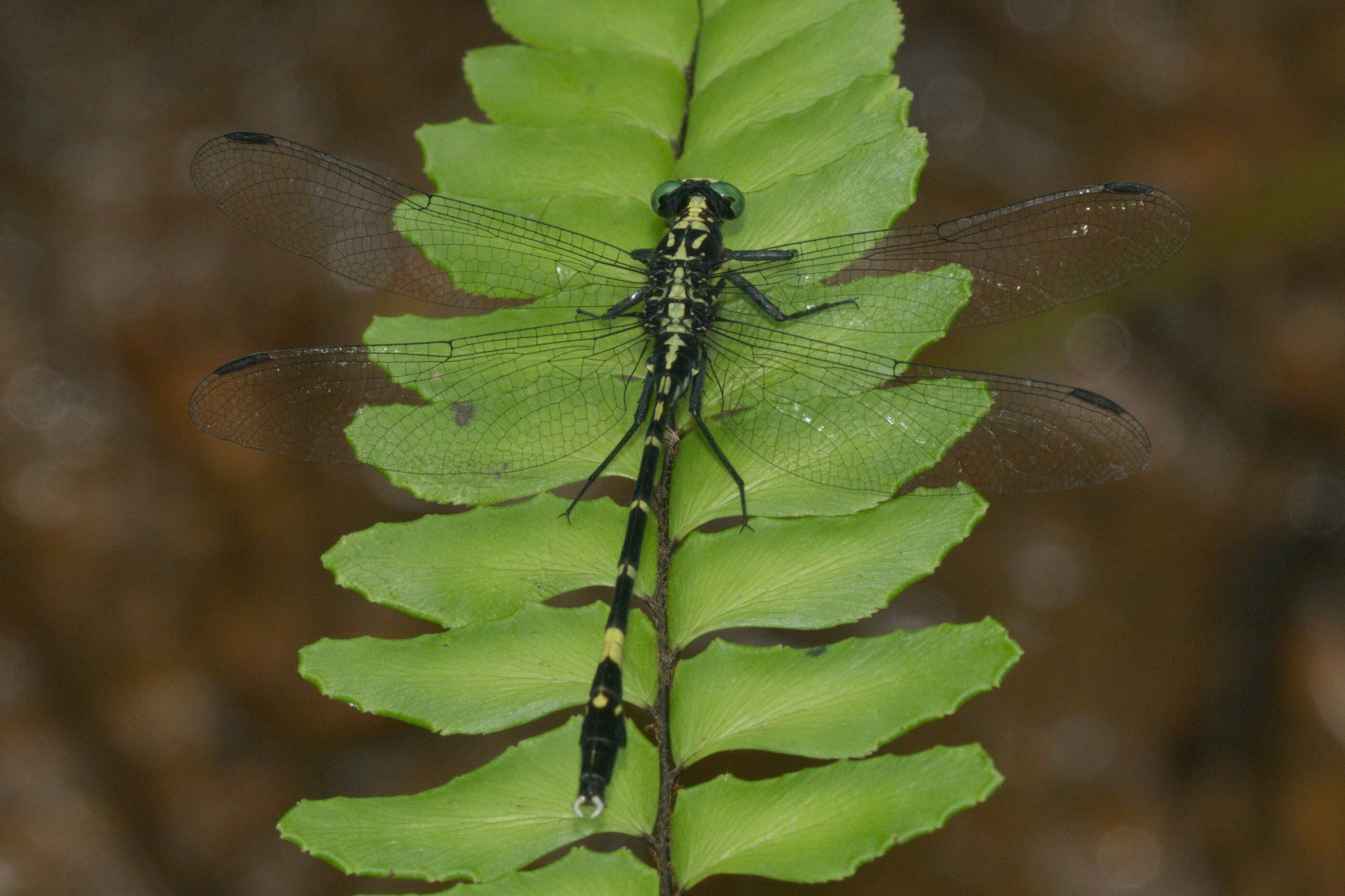 صورة Merogomphus tamaracherriensis Fraser 1931