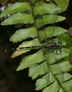 صورة Merogomphus tamaracherriensis Fraser 1931