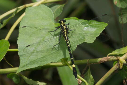 Image of Merogomphus tamaracherriensis Fraser 1931