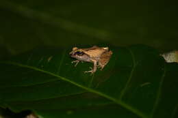 Image of Green Eyed Bushfrog