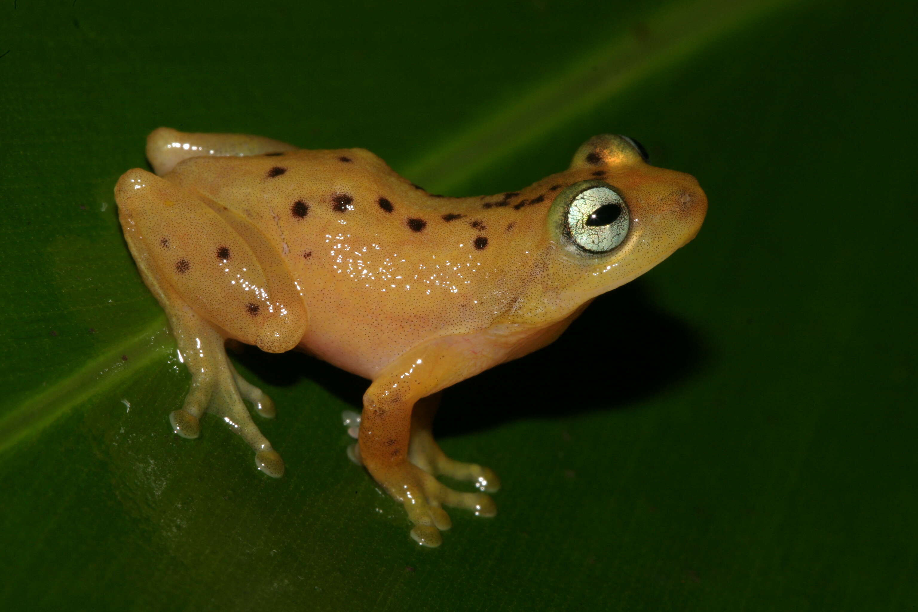 Image of Raorchestes manohari Zachariah, Dinesh, Kunhikrishnan, Das, Raju, Radhakrishnan, Palot & Kalesh 2011