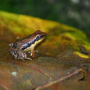 Image of Gadgil's torrent frog