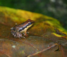 Image of Gadgil's torrent frog