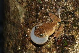 Image of Raorchestes graminirupes (Biju & Bossuyt 2005)