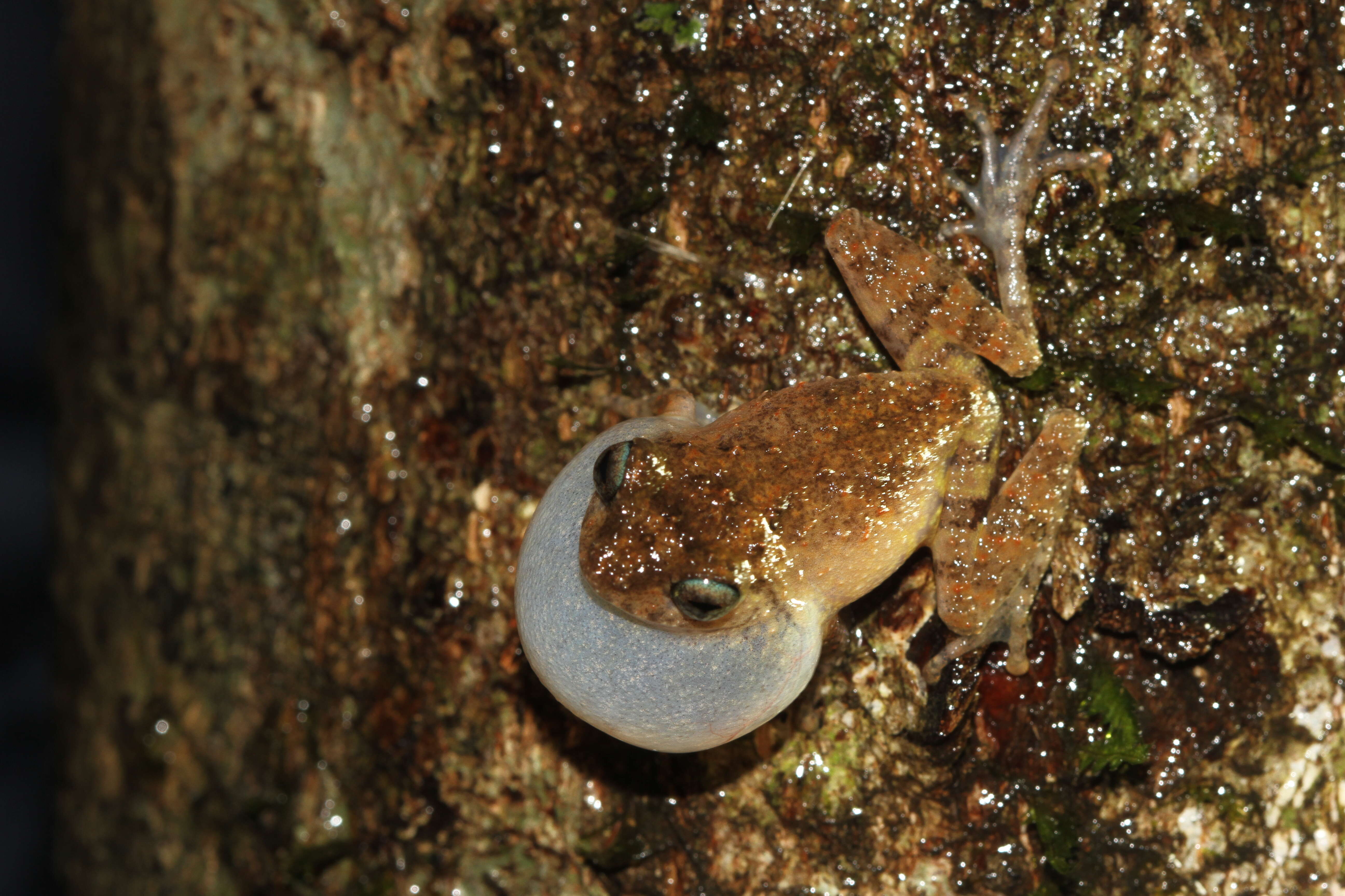 Image of Raorchestes graminirupes (Biju & Bossuyt 2005)