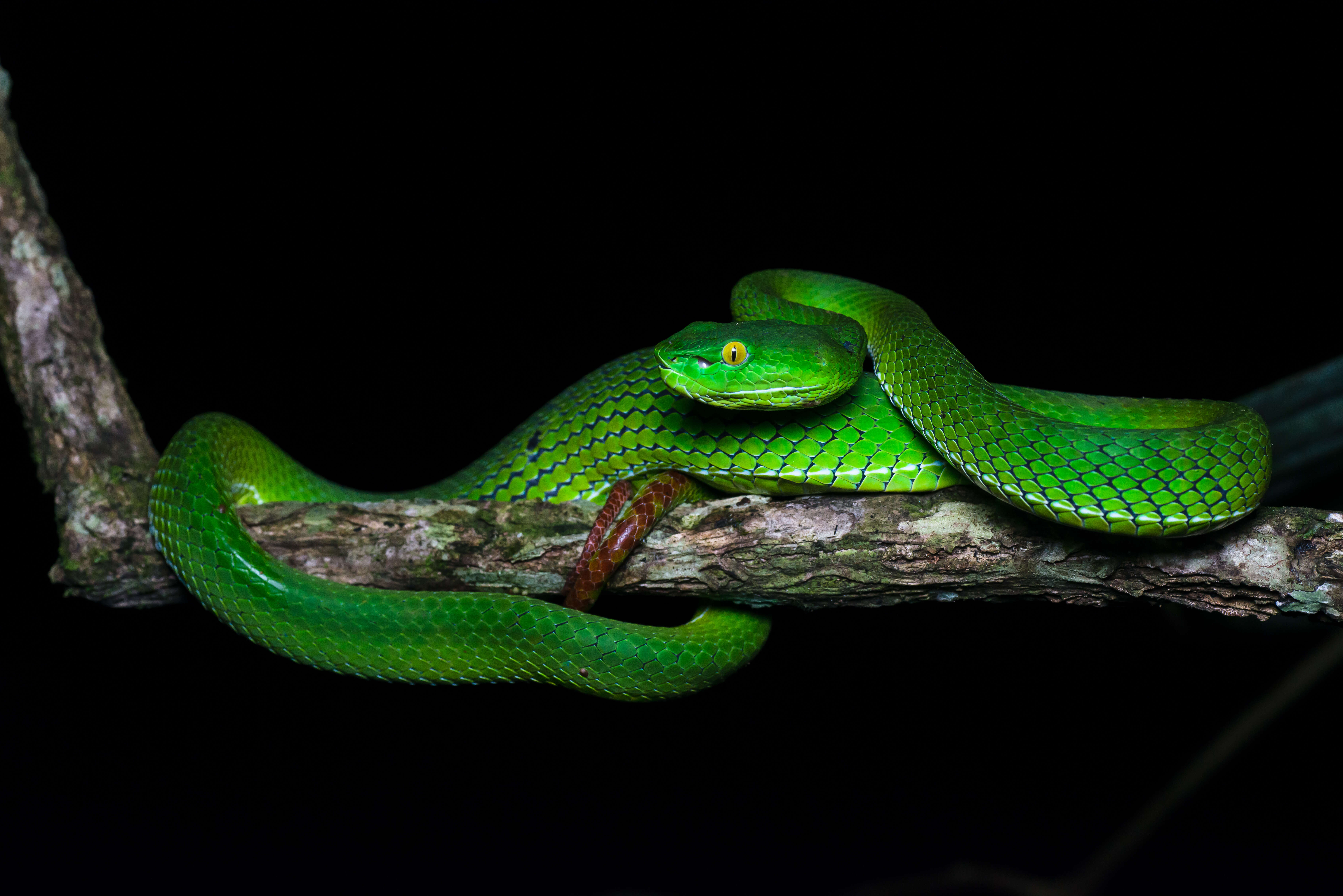 Image of Trimeresurus gumprechti David, Vogel, Pauwels & Vidal 2002