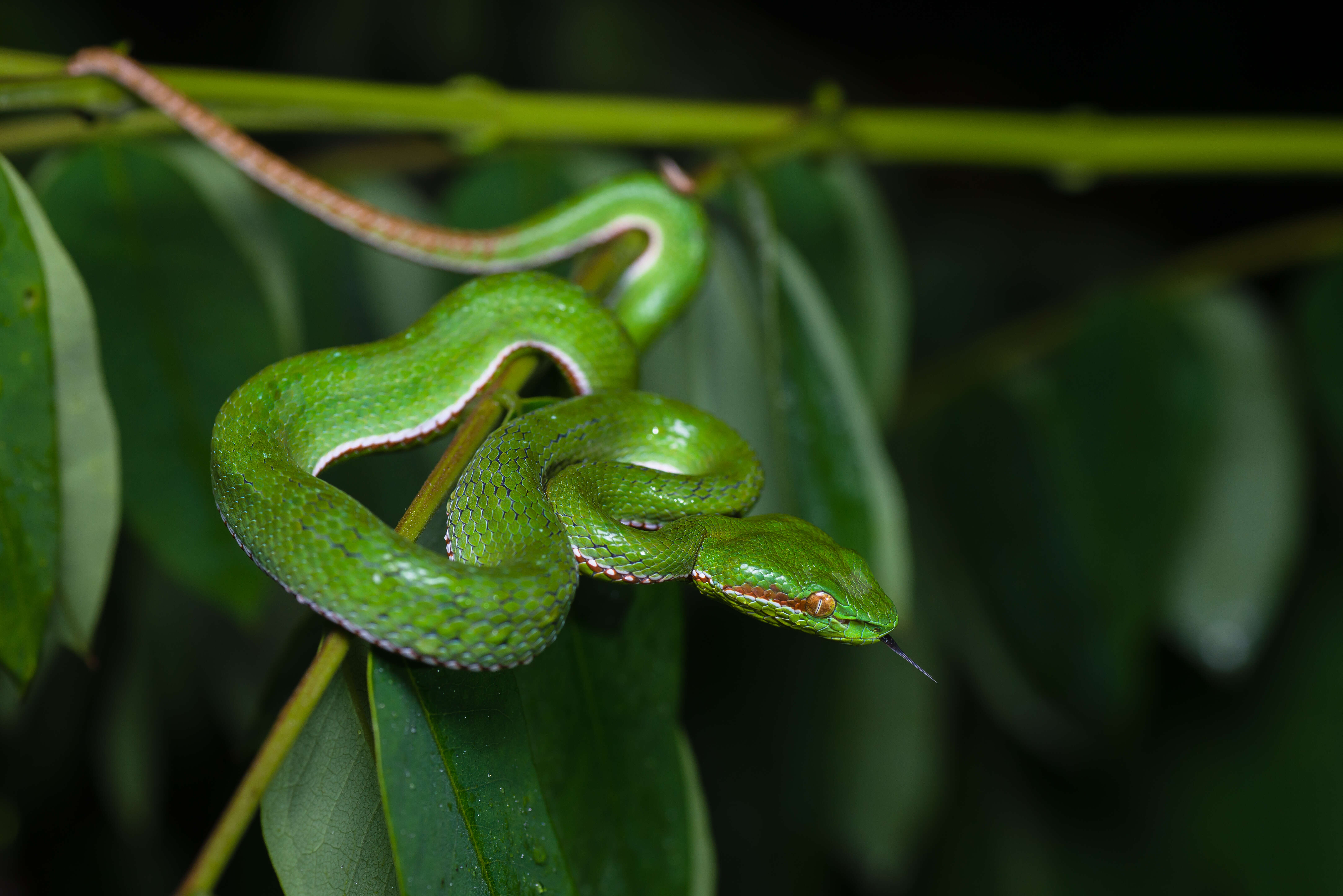 Image of Trimeresurus gumprechti David, Vogel, Pauwels & Vidal 2002