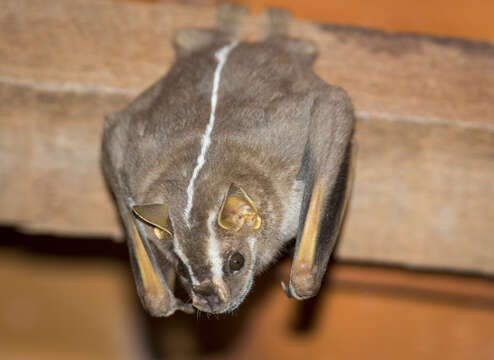 Image of Recife Broad-nosed Bat