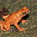 Image of Kerala Stream Toad