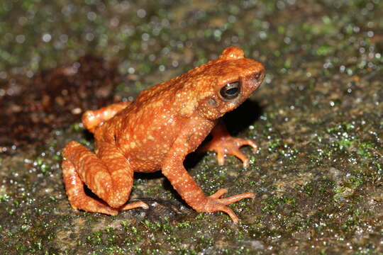 Image of Kerala Stream Toad