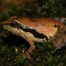 Image of Thampi's torrent frog
