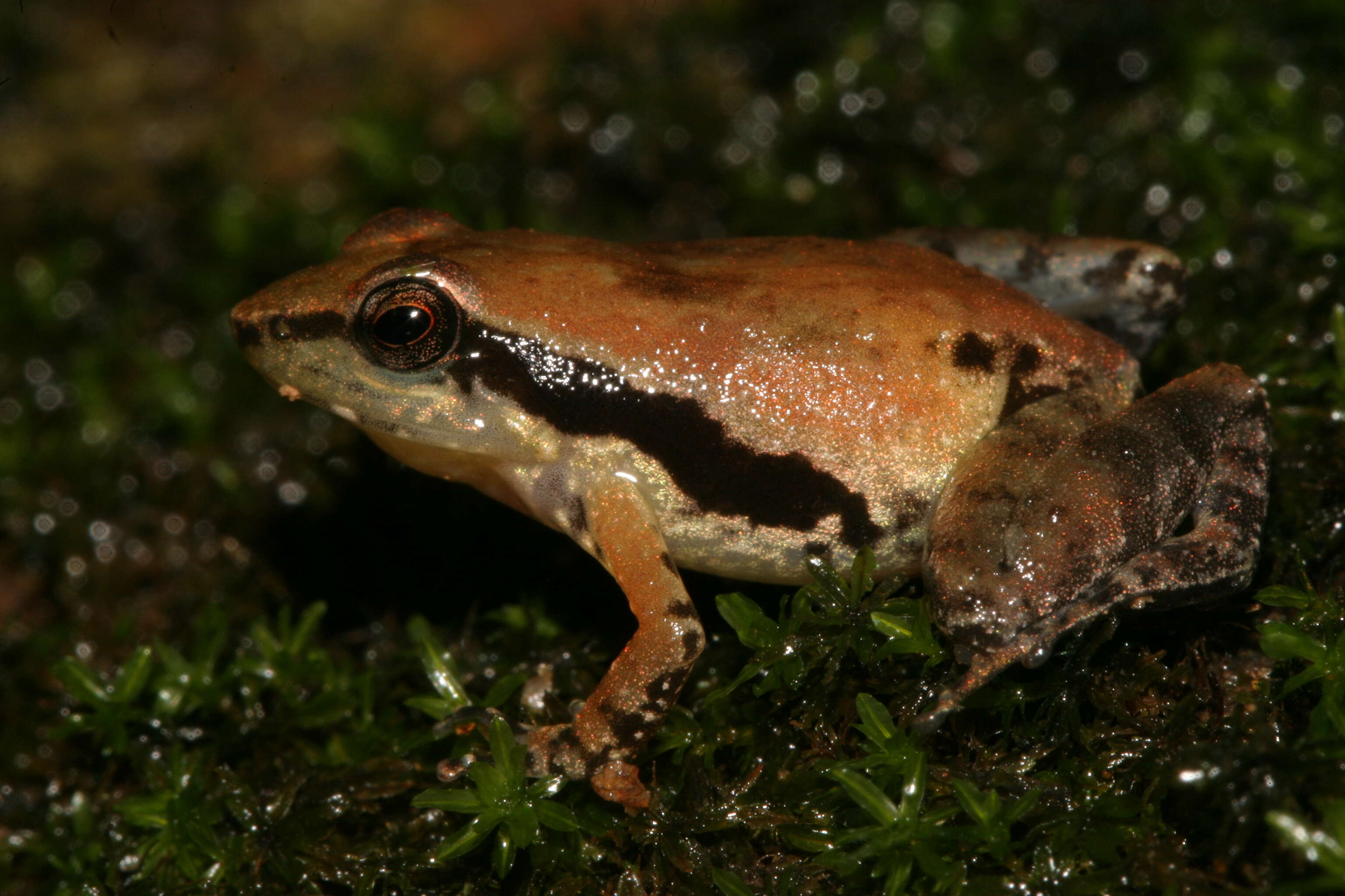 Image of Thampi's torrent frog