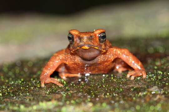 Image of Kerala Stream Toad