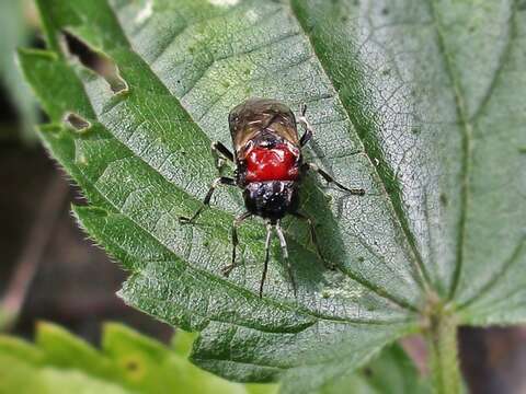 Imagem de <i>Eriocampa ovata</i>