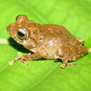 Image of Small Bush Frog