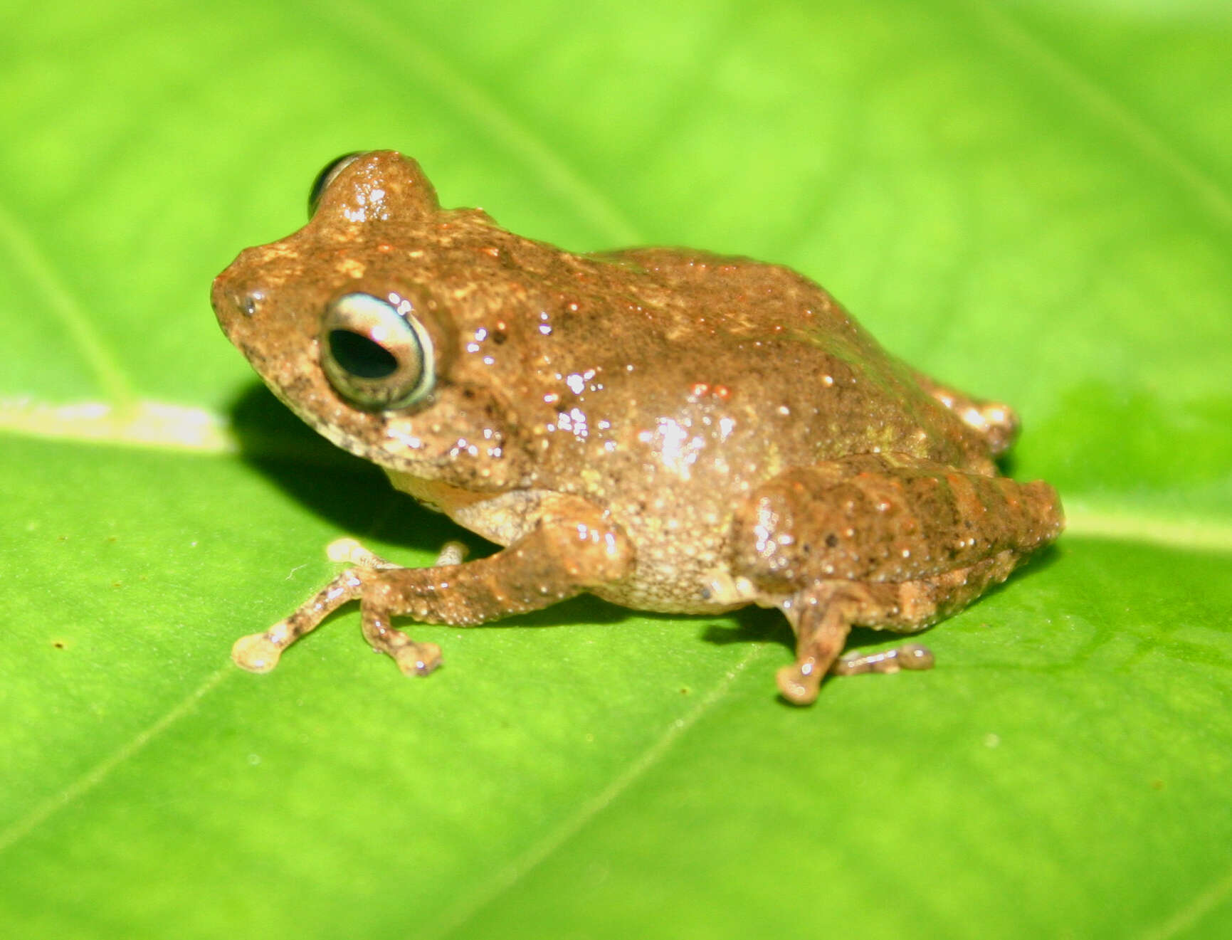 Image of Small Bush Frog