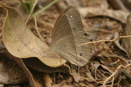 Image of Heteropsis adolphei