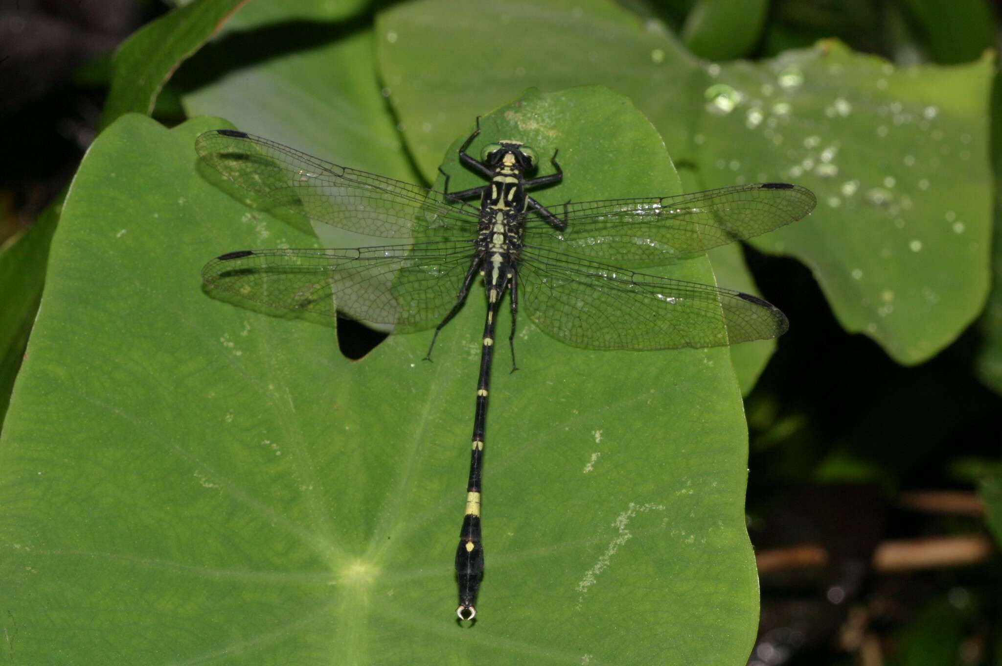 صورة Merogomphus tamaracherriensis Fraser 1931