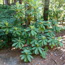 Image of Rhododendron calophytum Franch.