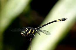 Image of Gomphidia kodaguensis Fraser 1923