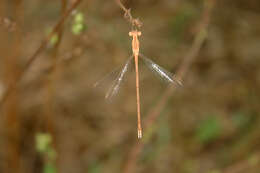 Image of Dusky Spreadwing