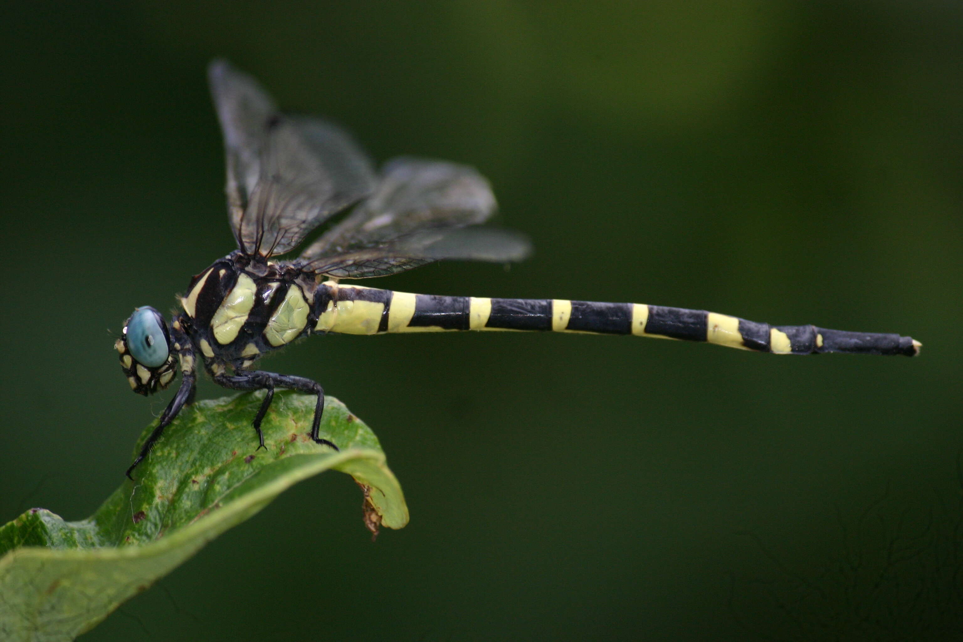 Imagem de Macrogomphus Selys 1858