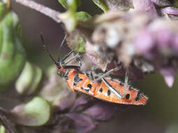 Image of black & red squash bug