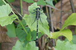 Image of Merogomphus tamaracherriensis Fraser 1931