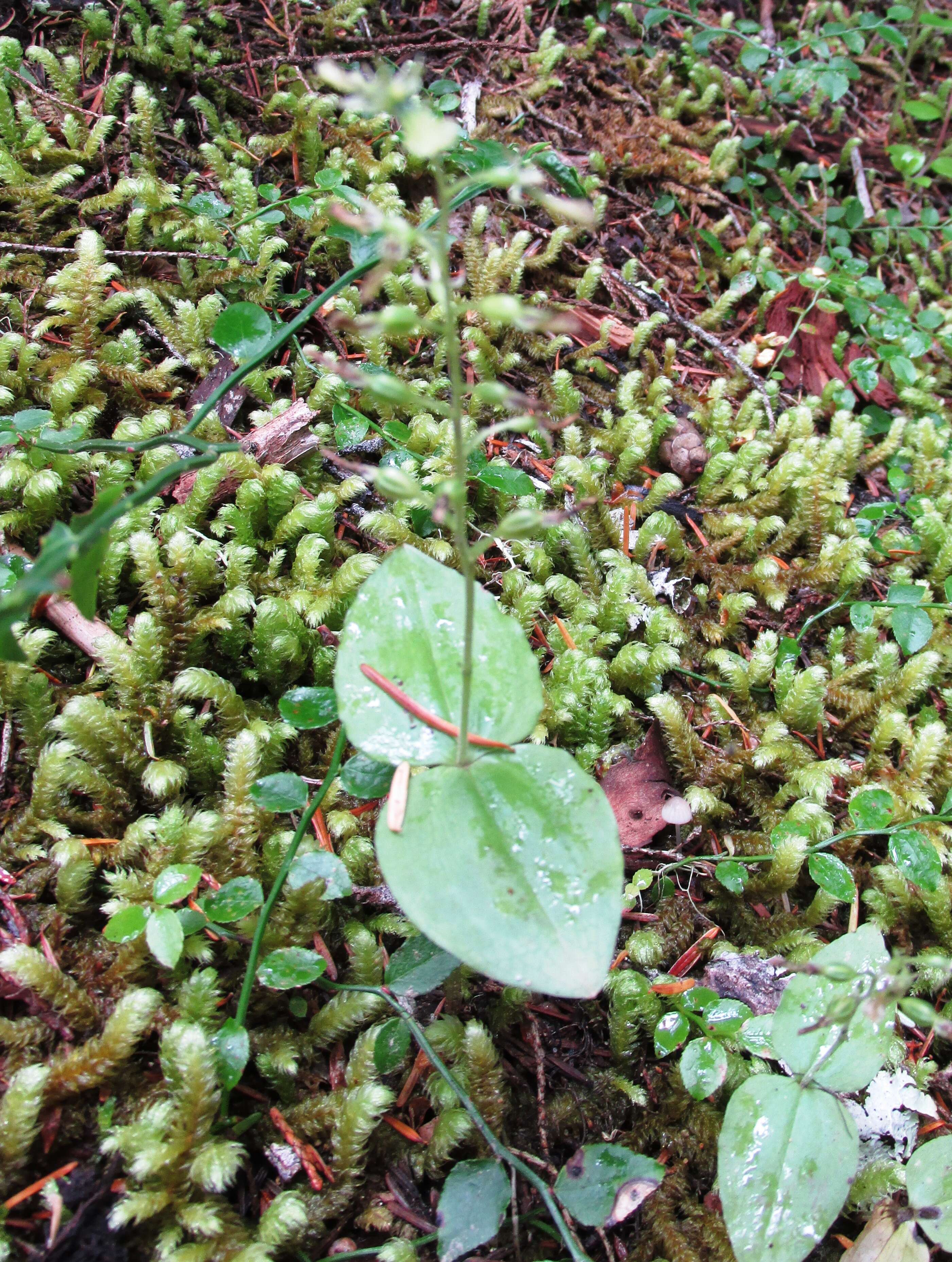 Neottia banksiana (Lindl.) Rchb. fil. resmi