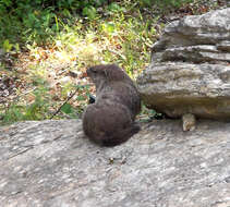 Sivun Marmota subgen. Marmota Blumenbach 1779 kuva