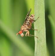 Image of Trypetoptera punctulata (Scopoli 1763)