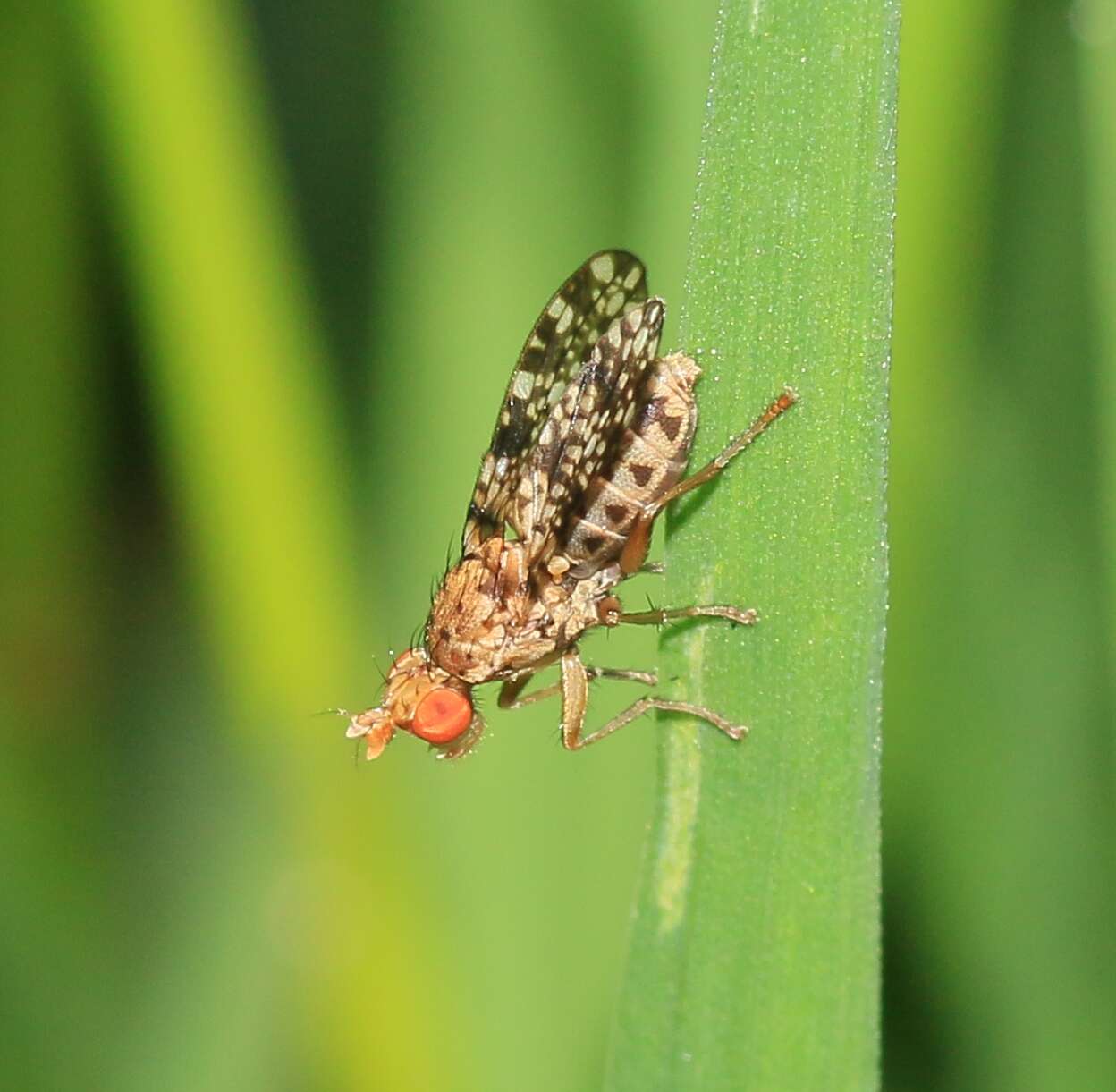 Image de Trypetoptera punctulata (Scopoli 1763)