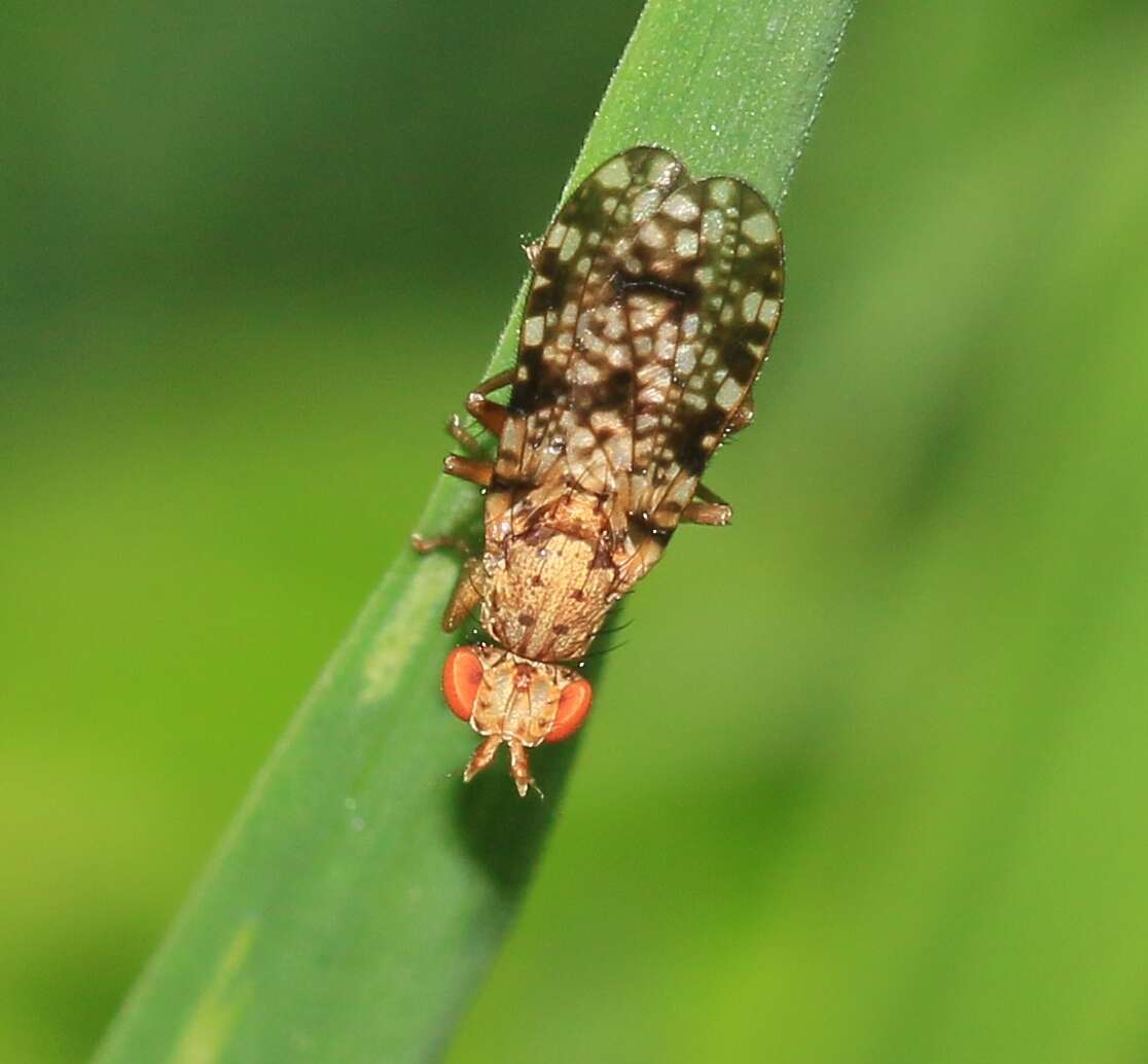 Image of Trypetoptera punctulata (Scopoli 1763)